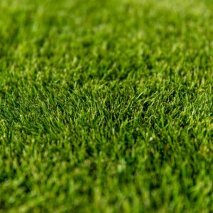 Sir Grange Zoysia (per m2)