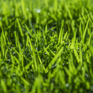 Zoysia Australis (per m2)